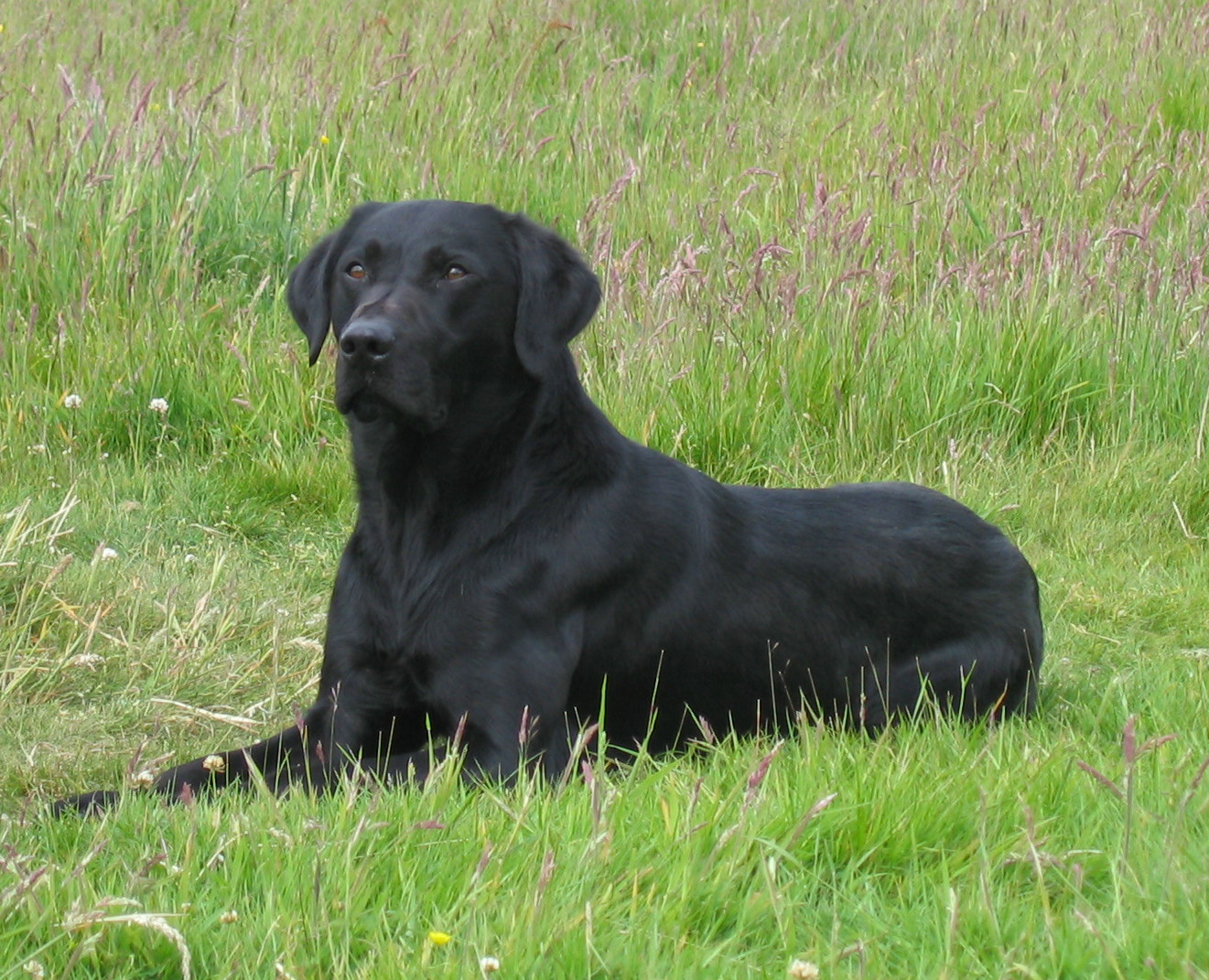 Field Trial Champion ROSS